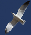 Larus armenicus